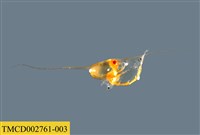 藏品(短尾類幼生)的圖片